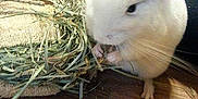 Little Lucy is registered to the contest to win money with this photo: