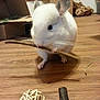 Little Lucy is registered to the contest to win money with this photo: