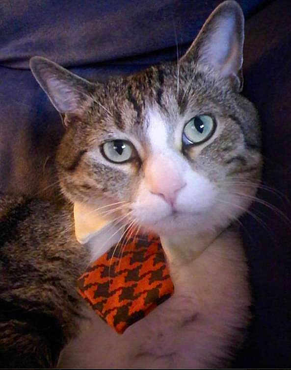 Cassanova Aka Nova