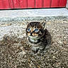 kitten, cat, blue_eyes, tabby, young_animal, pet, outdoor, gravel, red_door, curious, small, feline, animal, cute, fur, whiskers, ears, collar, ground, daylight