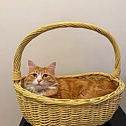 Millie joined the competition — help win amazing prizes! cat, orange_cat, white_cat, fluffy, feline, pet, basket, wicker, indoors, portrait, close_up, sitting, lying_down, green_eyes, whiskers, ears, fur, table, wall, cozy