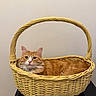cat, orange_cat, white_cat, fluffy, feline, pet, basket, wicker, indoors, portrait, close_up, sitting, lying_down, green_eyes, whiskers, ears, fur, table, wall, cozy