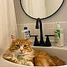 Millie joined the competition — help win amazing prizes! cat, orange_cat, fluffy, longhaired, pet, animal, bathroom, sink, faucet, mirror, shower_curtain, skincare, lotion, cleanser, countertop, indoors, portrait, green_collar, sitting, cute
