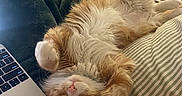 Millie joined the competition — help win amazing prizes! cat, orange_cat, white_cat, fluffy, long_hair, sleeping, relaxed, upside_down, paw, pink_nose, whiskers, pet, animal, indoor, bed, blanket, pillow, laptop, living_room, cozy