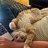 cat, orange_cat, white_cat, fluffy, long_hair, sleeping, relaxed, upside_down, paw, pink_nose, whiskers, pet, animal, indoor, bed, blanket, pillow, laptop, living_room, cozy