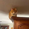 Millie is registered to the contest to win money with this photo: cat, orange_cat, fluffy, furry, pet, animal, face, whiskers, ears, eyes, collar, bell, perched, cabinet, wooden_furniture, indoor, home, living_room, dramatic_pose, looking_down