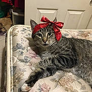 Ares joined the competition — help win amazing prizes! cat, tabby, red_bow, mattress, floral_pattern, indoor, pet, feline, resting, close_up, cute, domestic_animal, whiskers, ears, paws, relaxed, household, fur, striped, animal