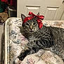 cat, tabby, red_bow, mattress, floral_pattern, indoor, pet, feline, resting, close_up, cute, domestic_animal, whiskers, ears, paws, relaxed, household, fur, striped, animal