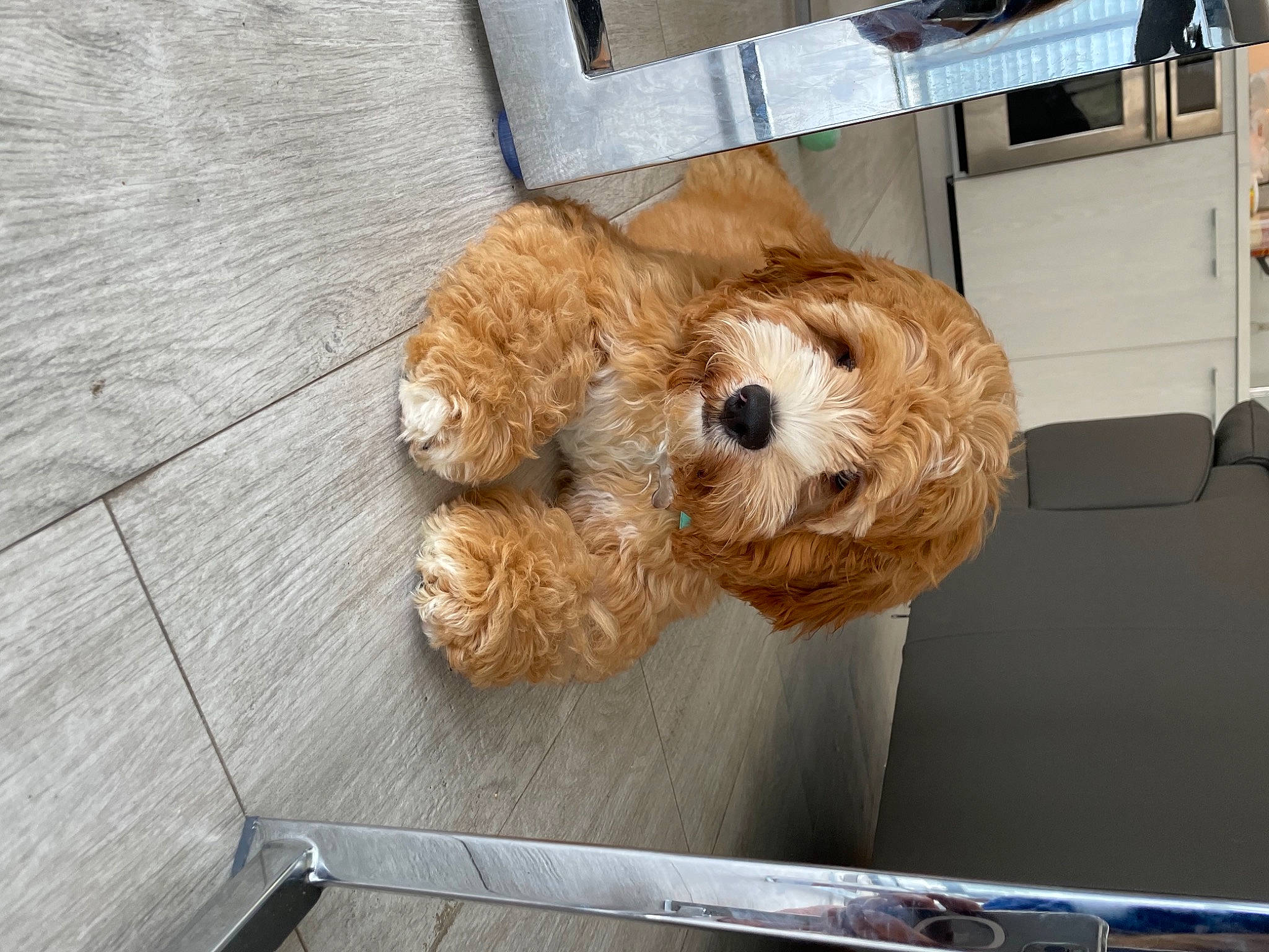 Kingsley joined the competition — help win amazing prizes! canidae, carnivore, companion_dog, dog, dog_breed, dog_supply, fawn, fur, pet_supply, poodle_crossbreed, puppy, small_terrier, snout, sporting_group, terrier, toy, toy_dog, wood, working_animal, working_terrier