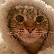 O-Ren Ishii is registered to the contest to win money with this photo: adorable, animal, big_eyes, blanket, cat, close_up, cozy, cute, face, fluffy, fur, hood, indoor, pet, portrait, snuggle, soft, tabby, warm, whiskers