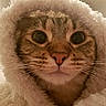 adorable, animal, big_eyes, blanket, cat, close_up, cozy, cute, face, fluffy, fur, hood, indoor, pet, portrait, snuggle, soft, tabby, warm, whiskers