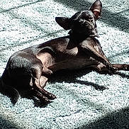 Jasper joined the competition — help win amazing prizes! dog, black_dog, carpet, sunlight, indoor, pet, relaxed, lying_down, shadow, small_dog, animal, fur, paw, ear, nose, quiet, cozy, home, resting, texture