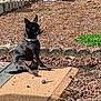 Jasper joined the competition — help win amazing prizes! dog, black_dog, sitting, doormat, garden, mulch, stones, outdoor, pet, sunlight, alert, small_dog, collar, backyard, nature, animal, quiet, daytime, relaxing, calm