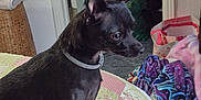 Jasper joined the competition — help win amazing prizes! dog, small_dog, black_dog, indoor, bed, quilt, patchwork, blanket, laundry_basket, carpet, collar, pet, animal, side_view, sitting, curious, domestic, home, furniture, cozy