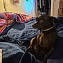 Jasper joined the competition — help win amazing prizes! bed, black_dog, blanket, clothing, collar, cozy, decorations, dog, doorway, furniture, home, indoor, pet, relaxed, room, side_view, sitting, small_dog, textile, warm_lighting