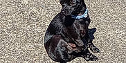 Jasper is registered to the contest to win money with this photo: alert, animal, black_dog, canine, collar, concrete, cute, daytime, dog, domestic_animal, ears, fur, outdoor, pavement, pet, shadow, side_view, sitting, small_dog, sunlight