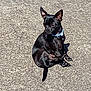 Jasper is registered to the contest to win money with this photo: dog, black_dog, small_dog, sitting, outdoor, concrete, sunlight, collar, pet, animal, fur, ears, shadow, daytime, cute, alert, side_view, pavement, canine, domestic_animal
