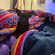 Jasper is registered to the contest to win money with this photo: animal, bed, black_dog, blanket, colorful_blanket, comfort, cozy, curious, dog, dreamcatcher, furniture, home, indoor, lamp, pet, picture_frame, room, small_dog, soft_lighting, wall