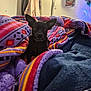 animal, bed, black_dog, blanket, colorful_blanket, comfort, cozy, curious, dog, dreamcatcher, furniture, home, indoor, lamp, pet, picture_frame, room, small_dog, soft_lighting, wall