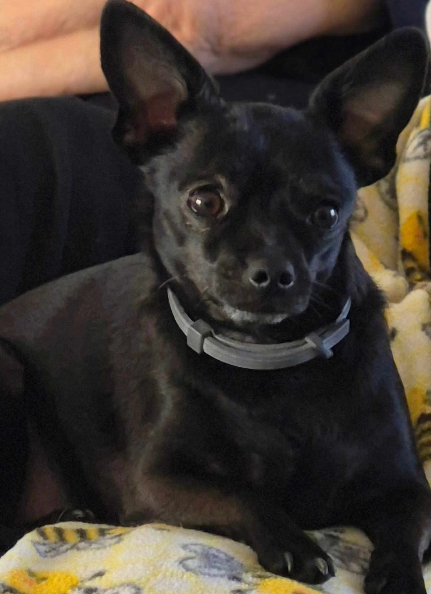 Jasper is registered to the contest to win money with this photo: dog, black_dog, pet, animal, small_dog, ears, collar, blanket, resting, indoor, cozy, fur, cute, companion, paw, relaxed, human_arm, closeup, portrait, domestic_animal