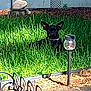 dog, black_dog, grass, yard, outdoor, sunlight, garden, solar_light, fence, wooden_deck, plant, shade, pet, animal, small_dog, ears, collar, quiet, relaxing, nature