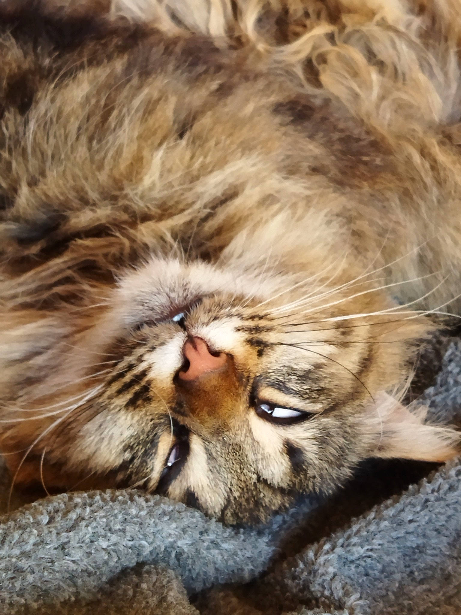 Hinata participe au concours pour gagner de l'argent avec cette photo : big_cats, carnivore, cat, claw, close_up, comfort, domestic_short_haired_cat, eye, fawn, felidae, fur, nap, paw, sleep, small_to_medium_sized_cats, snout, terrestrial_animal, whiskers, wildlife, wrinkle