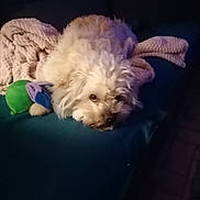Nougat participe au concours pour gagner de l'argent avec cette photo : dog, fluffy_dog, couch, blanket, toy, indoor, pet, resting, cozy, fur, animal, relaxed, home, comfort, sleepy, living_room, knitted_blanket, blue, green, pink