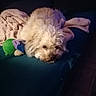 dog, fluffy_dog, couch, blanket, toy, indoor, pet, resting, cozy, fur, animal, relaxed, home, comfort, sleepy, living_room, knitted_blanket, blue, green, pink
