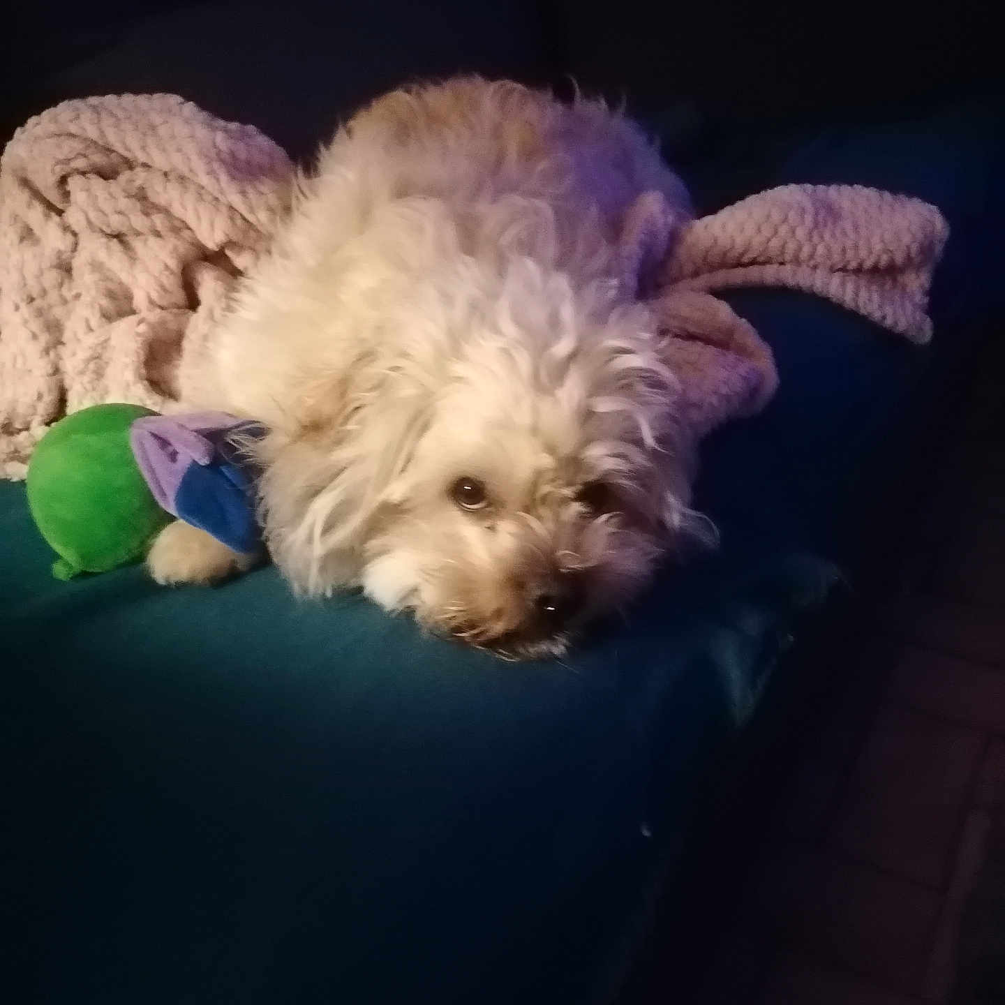 Nougat participe au concours pour gagner de l'argent avec cette photo : dog, fluffy_dog, couch, blanket, toy, indoor, pet, resting, cozy, fur, animal, relaxed, home, comfort, sleepy, living_room, knitted_blanket, blue, green, pink