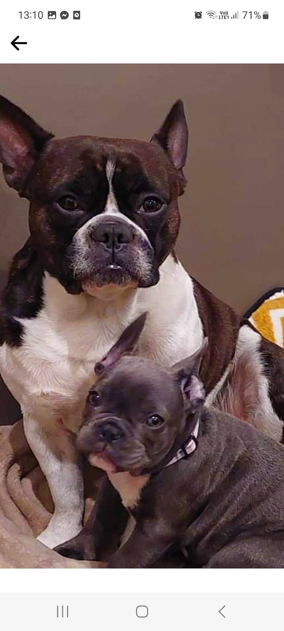 Bubulle a rejoint le concours — aidez-le/la à gagner de superbes lots ! boston_terrier, bulldog, canidae, carnivore, collar, companion_dog, dog, dog_breed, ear, fawn, mammal, non_sporting_group, photography, snout, sporting_group, terrestrial_animal, vertebrate, whiskers, working_animal, wrinkle