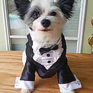 Beau joined the competition — help win amazing prizes! dog, tuxedo, bow_tie, pet, indoor, table, window, blinds, fur, black_and_white, portrait, cute, animal, costume, formal, sitting, face, ears, whiskers, paw
