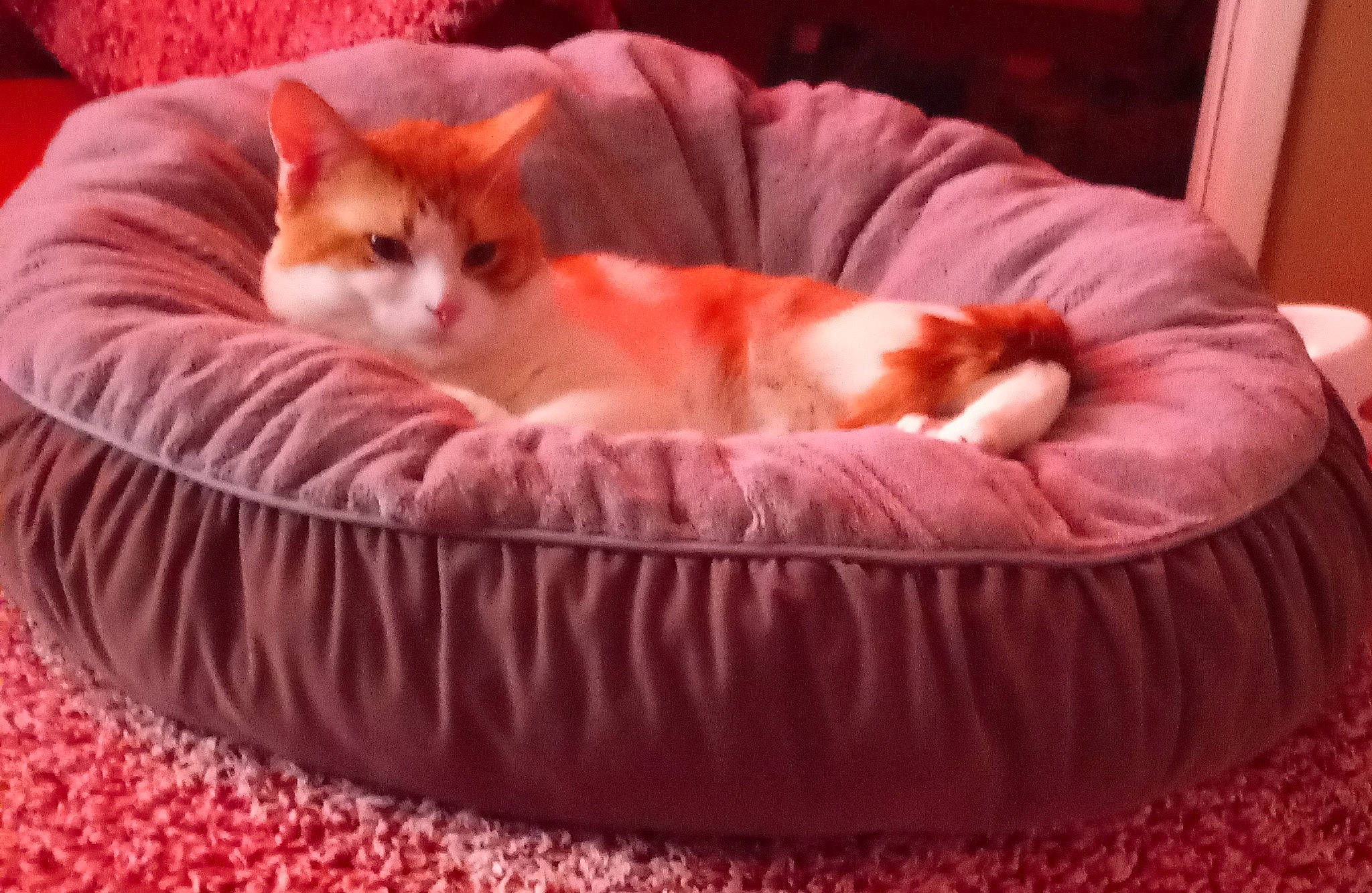 Nikki joined the competition — help win amazing prizes! bean_bag, bed, carnivore, cat, cat_bed, cat_supply, comfort, dog_bed, domestic_short_haired_cat, fawn, felidae, fur, linens, nap, paw, pet_supply, small_to_medium_sized_cats, tail, whiskers, wood