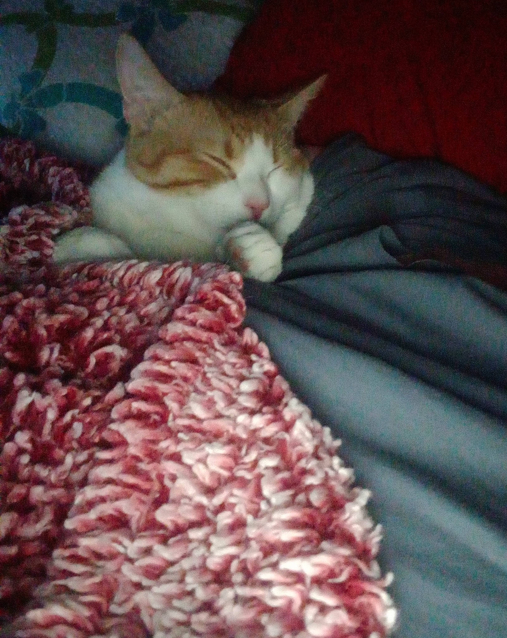 Nikki is registered to the contest to win money with this photo: art, carnivore, cat, comfort, crochet, domestic_short_haired_cat, felidae, fur, linens, magenta, pattern, peach, small_to_medium_sized_cats, stitch, tail, textile, thread, whiskers, wool, woolen