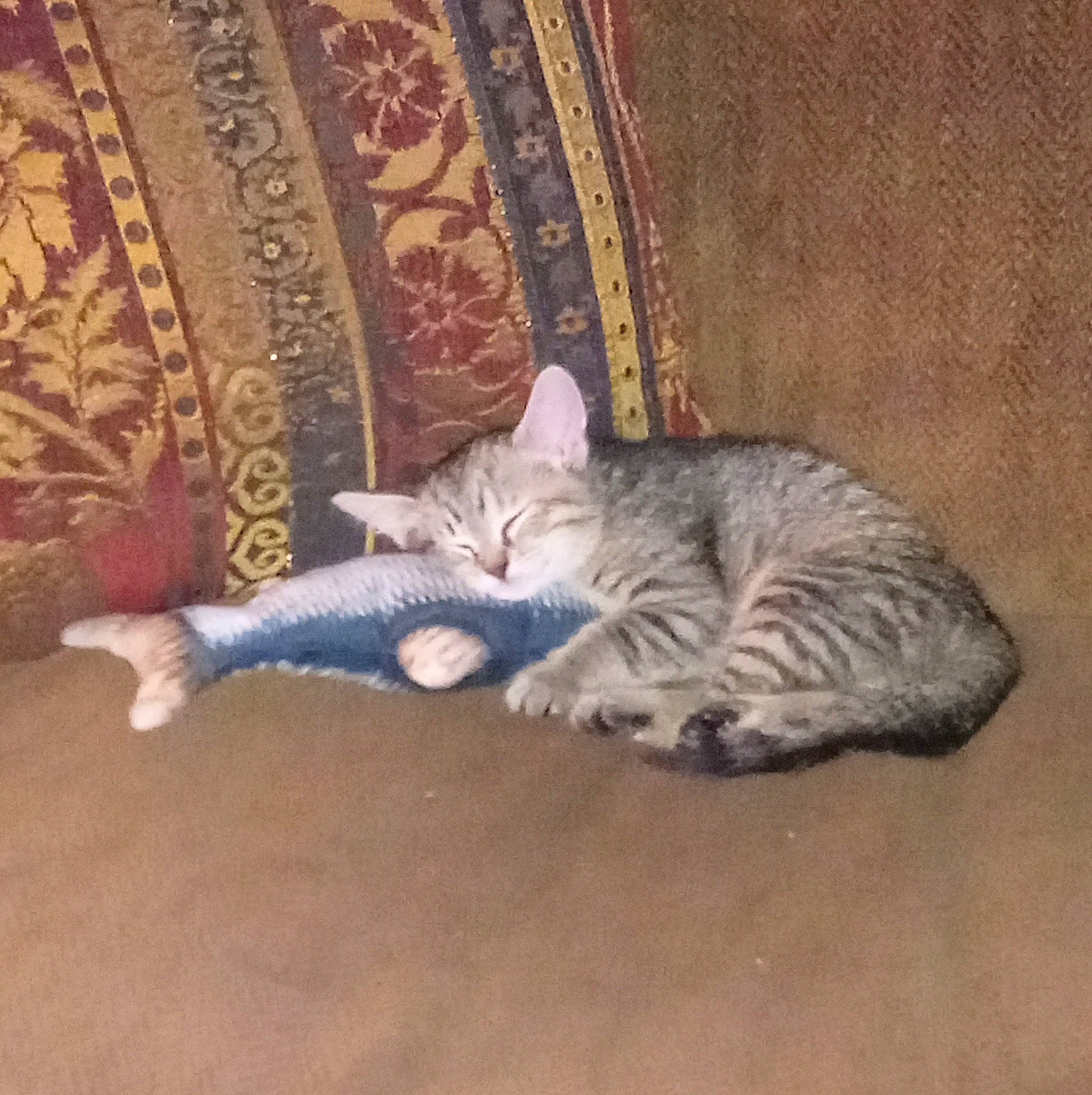 Pradah joined the competition — help win amazing prizes! carnivore, cat, claw, cloud, comfort, couch, domestic_short_haired_cat, felidae, flooring, fur, grey, hardwood, linens, nap, pattern, paw, small_to_medium_sized_cats, tail, whiskers, wood