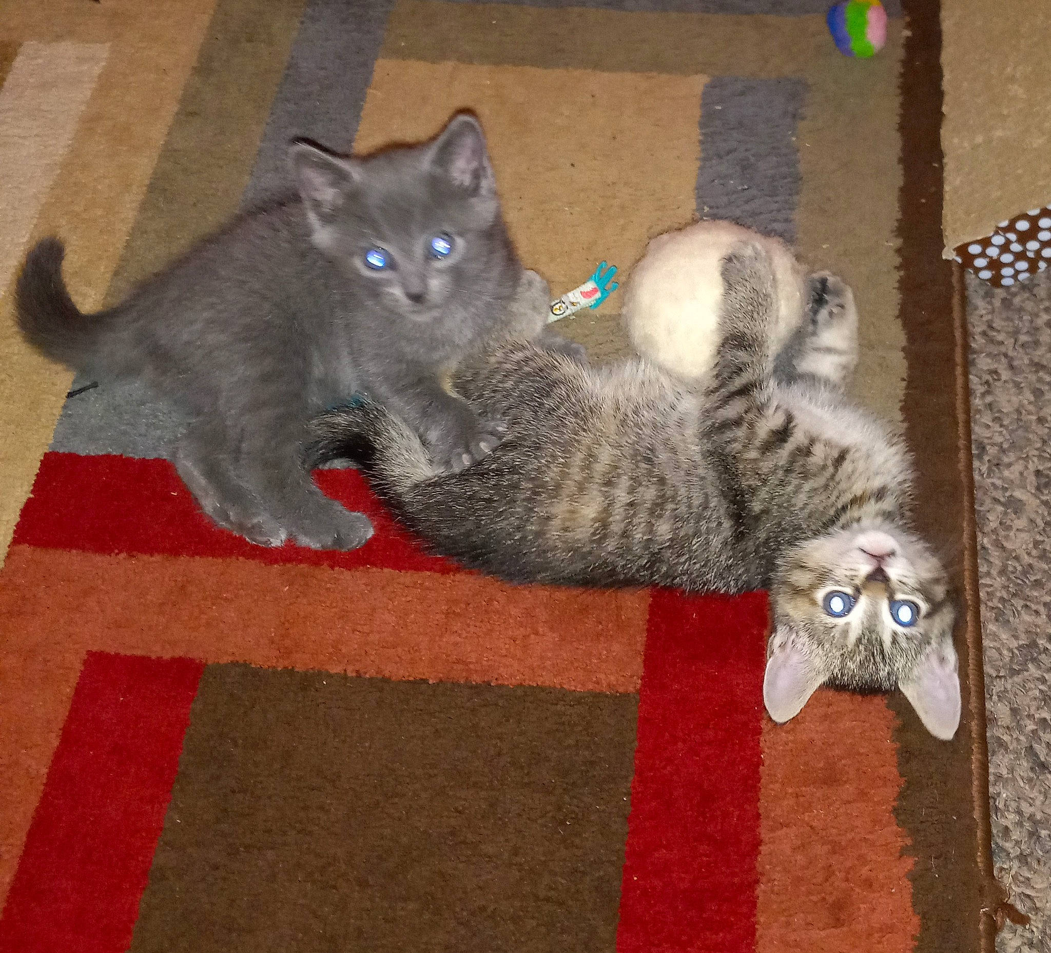 Shiloh joined the competition — help win amazing prizes! carnivore, carpet, cat, cat_toy, claw, comfort, domestic_short_haired_cat, fawn, felidae, flooring, fur, grey, mammal, paw, russian_blue, small_to_medium_sized_cats, snout, tail, vertebrate, whiskers