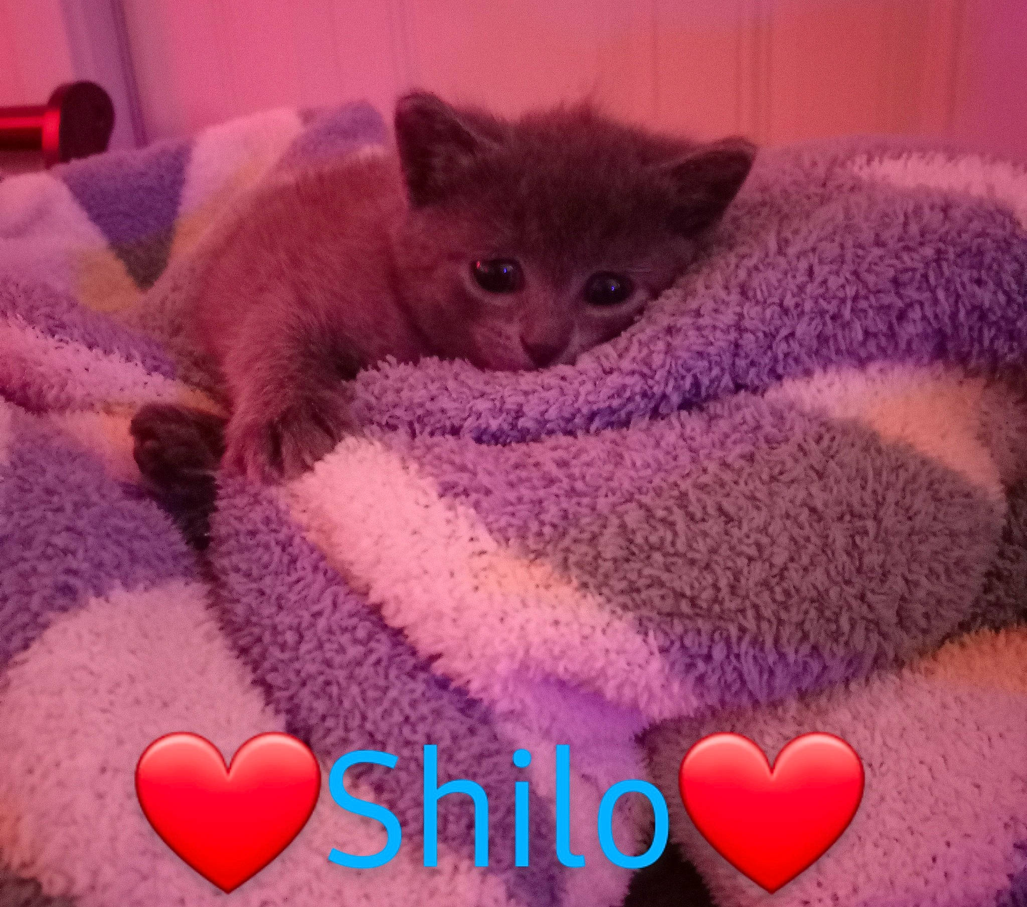 Shiloh
