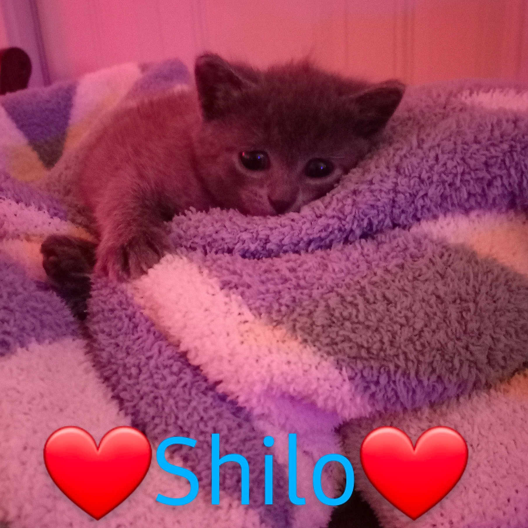 Shiloh