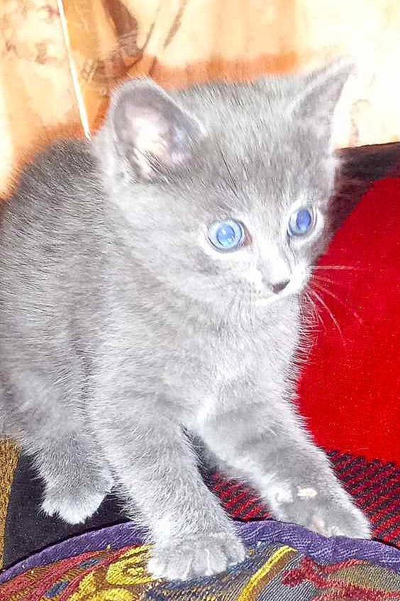 Shiloh joined the competition — help win amazing prizes! art, carnivore, cat, claw, comfort, domestic_short_haired_cat, electric_blue, eye, felidae, fur, grey, paw, russian_blue, sitting, small_to_medium_sized_cats, snout, tail, whiskers