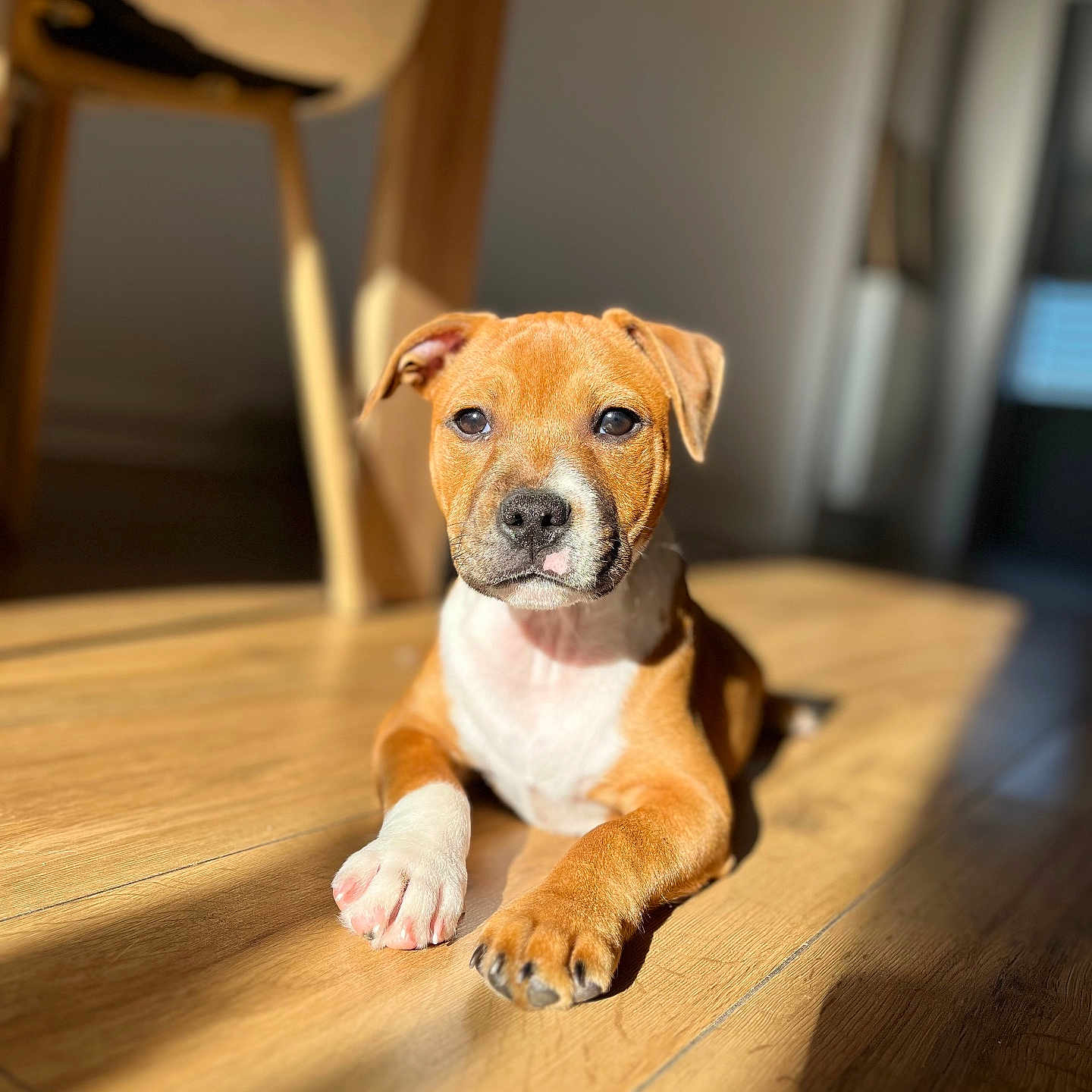 Viko participe au concours pour gagner de l'argent avec cette photo : animal, beagle, boxer, bulldog, canine, dog, frenchbulldog, hardwood, hound, indoors, interiordesign, labradorretriever, pet, pitbull, plywood, puppy, snout, stainedwood, whitedog, wood
