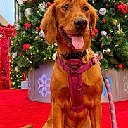 Honey Bonnie joined the competition — help win amazing prizes! dog, golden_retriever, harness, leash, christmas_tree, ornaments, red_carpet, holiday, festive, decorations, lights, tongue_out, pet, indoors, celebration, smiling, canine, seasonal, happy, sitting