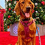 dog, golden_retriever, harness, leash, christmas_tree, ornaments, red_carpet, holiday, festive, decorations, lights, tongue_out, pet, indoors, celebration, smiling, canine, seasonal, happy, sitting
