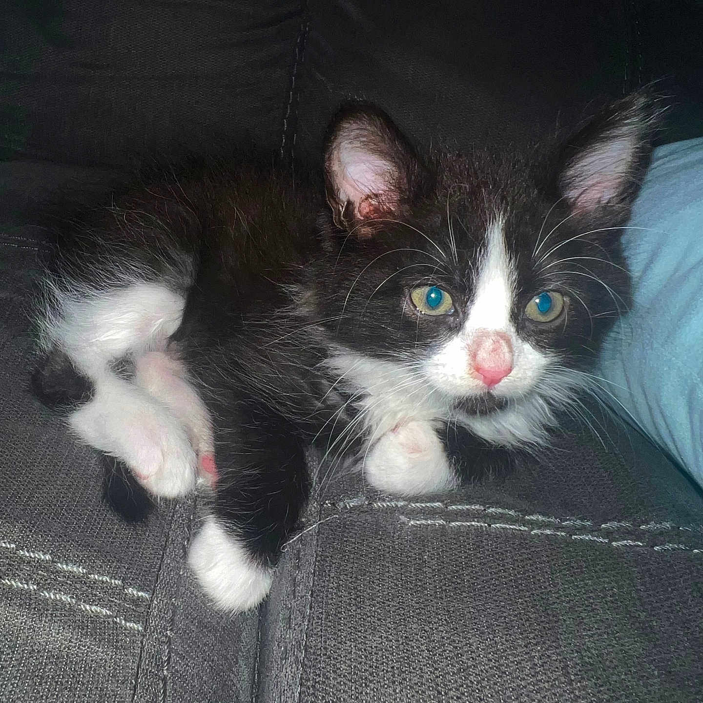Benny is registered to the contest to win money with this photo: abyssinian, animal, architecture, armchair, building, cat, chair, clothing, couch, cushion, furniture, homedecor, indoors, kitten, livingroom, manx, person, pet, room, sleeping