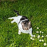 Alvine a rejoint le concours — aidez-le/la à gagner de superbes lots ! animal, cat, daisy, daylight, feline, flower, grass, greenery, ground, leaf, nature, outdoor, pet, plant, relaxed, resting, summer, sunlight, tabby, white