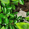 Alvine participe au concours pour gagner de l'argent avec cette photo : animal, bush, camouflage, cat, closeup, curious, eyes, feline, fur, garden, greenery, ground, hiding, leaves, nature, outdoor, pet, plant, playful, wildlife