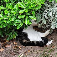 Alvine participe au concours pour gagner de l'argent avec cette photo : animal, black_and_white, bush, camouflage, cat, foliage, fur, garden, green_leaves, ground, hiding, leafy, nature, outdoor, pet, plants, quiet, resting, small_animal, soil