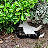 cat, animal, pet, black_and_white, fur, garden, plants, green_leaves, foliage, ground, soil, outdoor, nature, hiding, camouflage, quiet, resting, small_animal, leafy, bush