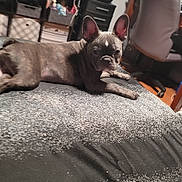 Drakeo is registered to the contest to win money with this photo: backpack, bed, black_coat, blanket, cozy, dog, ears_up, french_bulldog, furniture, hardwood_floor, home_office, indoor, looking_at_camera, office_chair, pet, portrait, puppy, resting, shelf, storage_bins