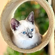 Theo is registered to the contest to win money with this photo: cat, kitten, blue_eyes, white_fur, gray_markings, pointed_ears, whiskers, animal, pet, feline, cat_tree, tunnel, cozy, indoor, portrait, close_up, bokeh, green_background, warm_lighting, cute