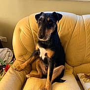 Rocket participe au concours pour gagner de l'argent avec cette photo : dog, black_and_tan, sitting, armchair, yellow, cushion, window, indoor, pet, fur, looking, cozy, sunlight, domestic, home, animal, ears, face, paw, resting
