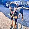 Rocket a rejoint le concours — aidez-le/la à gagner de superbes lots ! dog, animal, pet, outdoor, sunlight, asphalt, car, blue_car, collar, tag, happy, smiling, black_fur, brown_fur, tail, ears, four_legs, shadow, daytime, cute